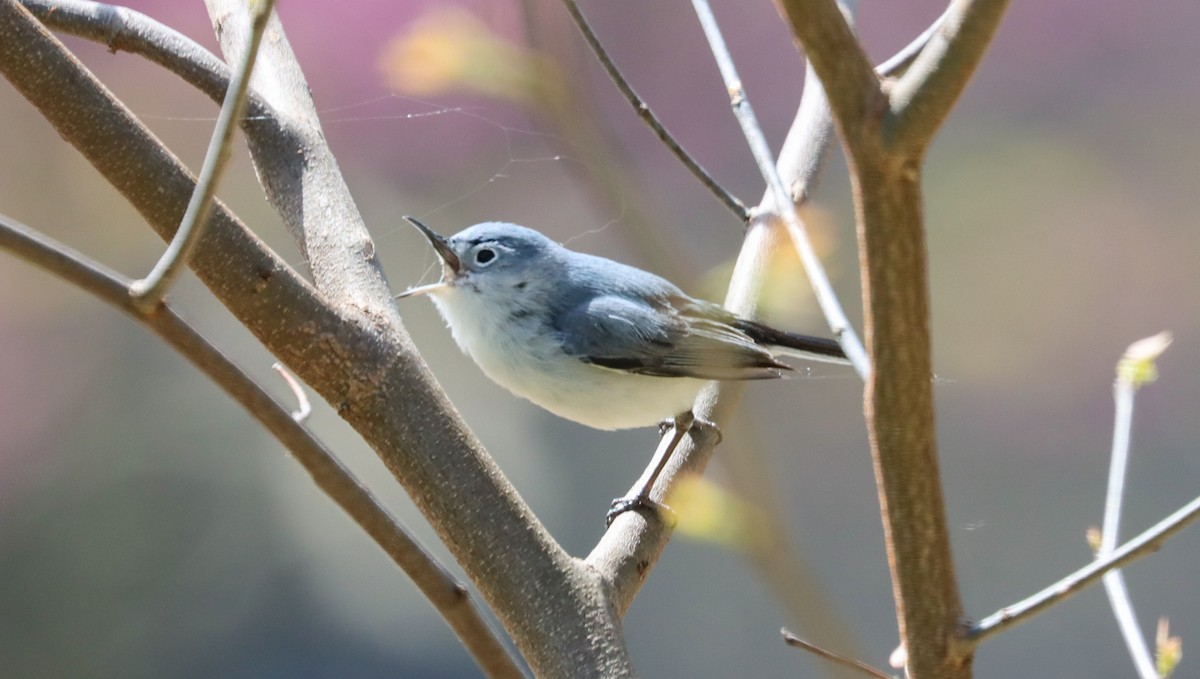 eBird Checklist - 25 Apr 2024 - Duranceau Park - 34 species