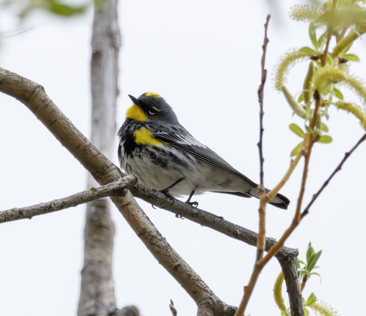 Yellow-rumped Warbler (Audubon's) - ML617928285