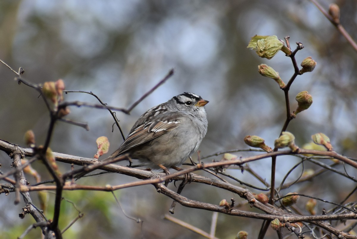 White-crowned Sparrow - ML617928348
