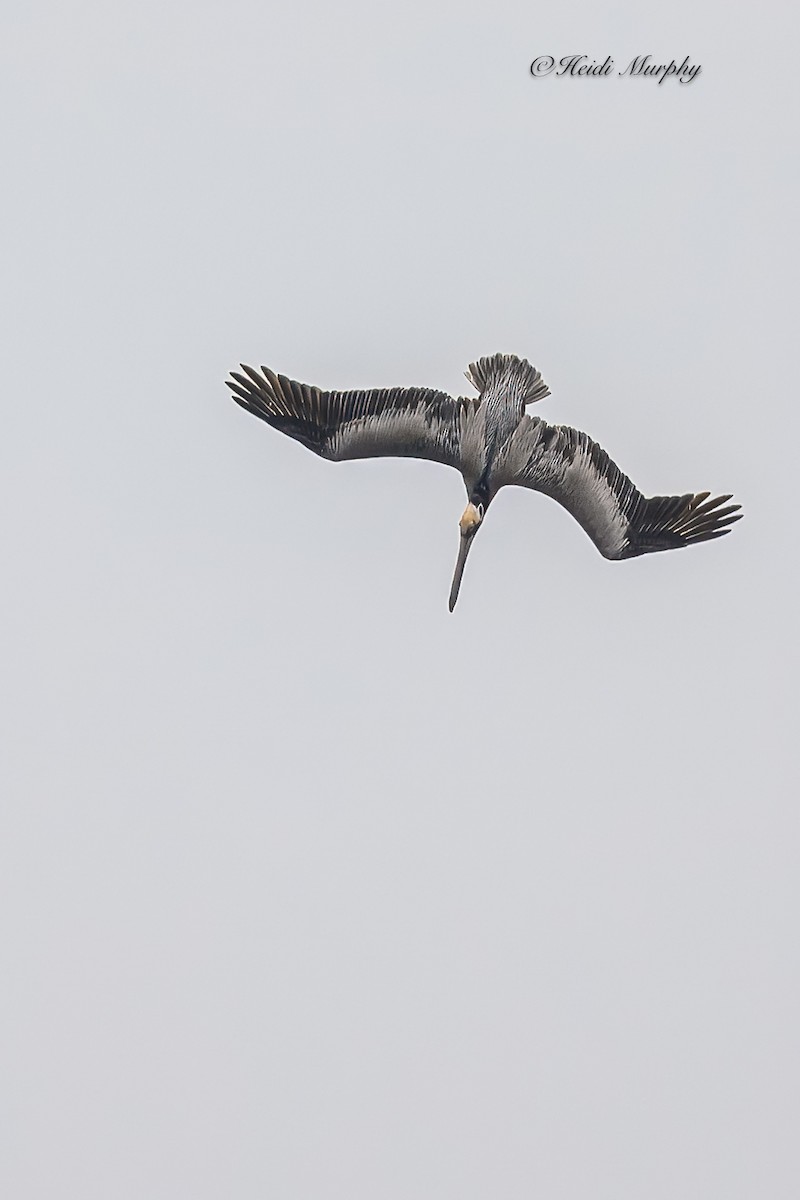 pelikán hnědý - ML617928359