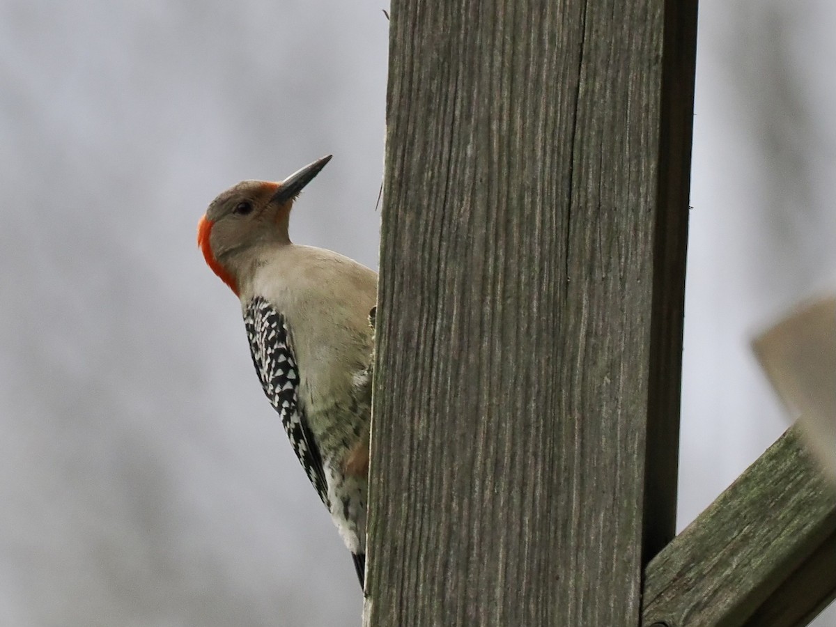 Red-bellied Woodpecker - ML617928365