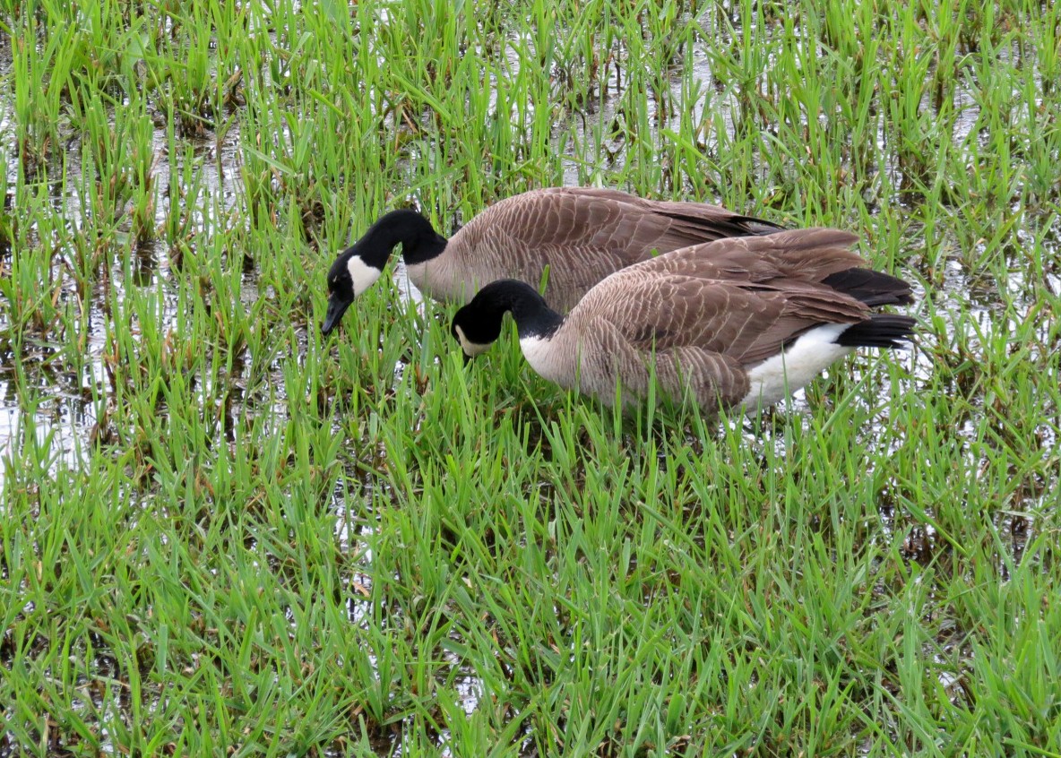 Canada Goose (canadensis Group) - ML617928402