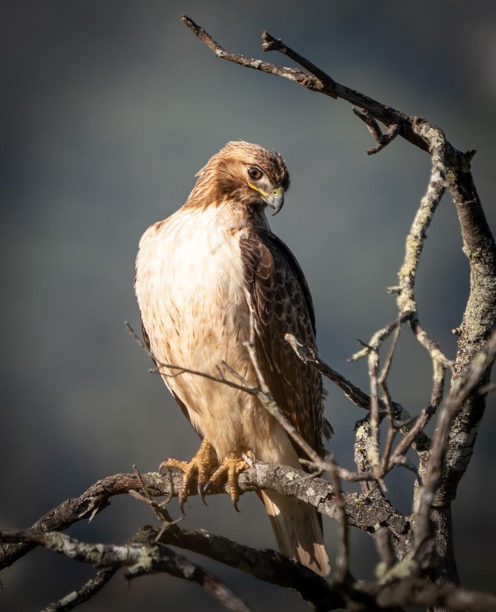 Red-tailed Hawk - David Lozeau
