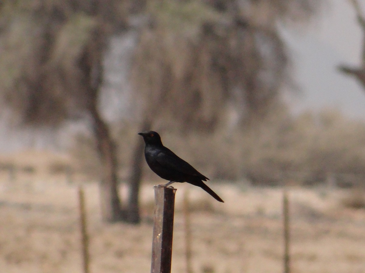 Pale-winged Starling - ML617928434