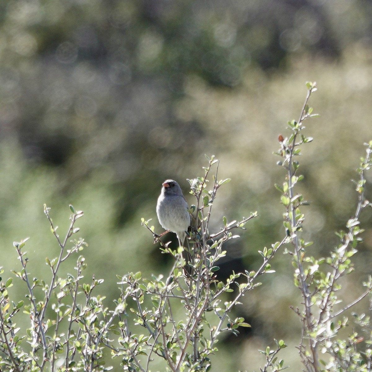 Black-chinned Sparrow - David Buckley