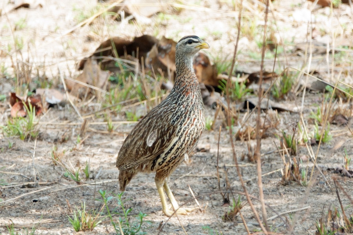 Double-spurred Spurfowl - ML617928487