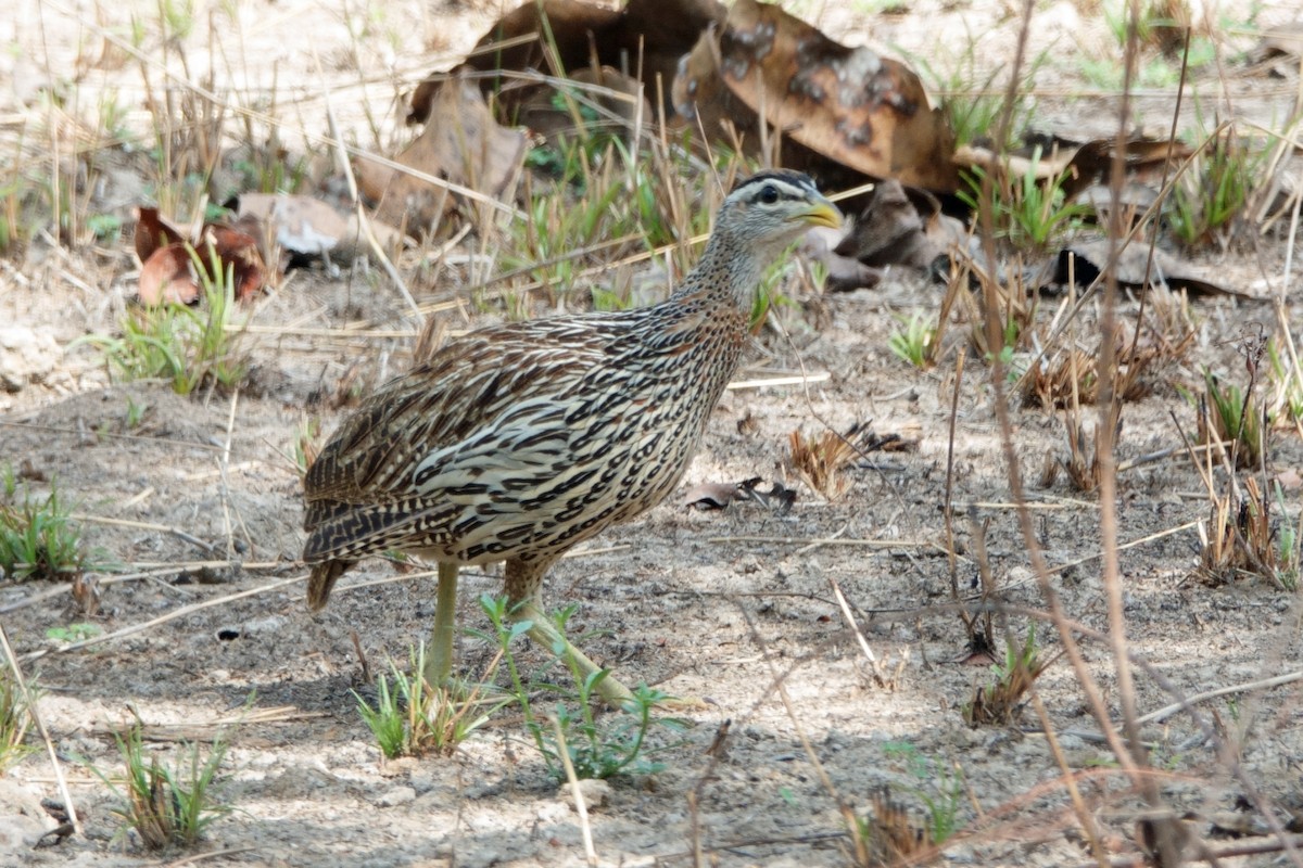 Double-spurred Spurfowl - ML617928496