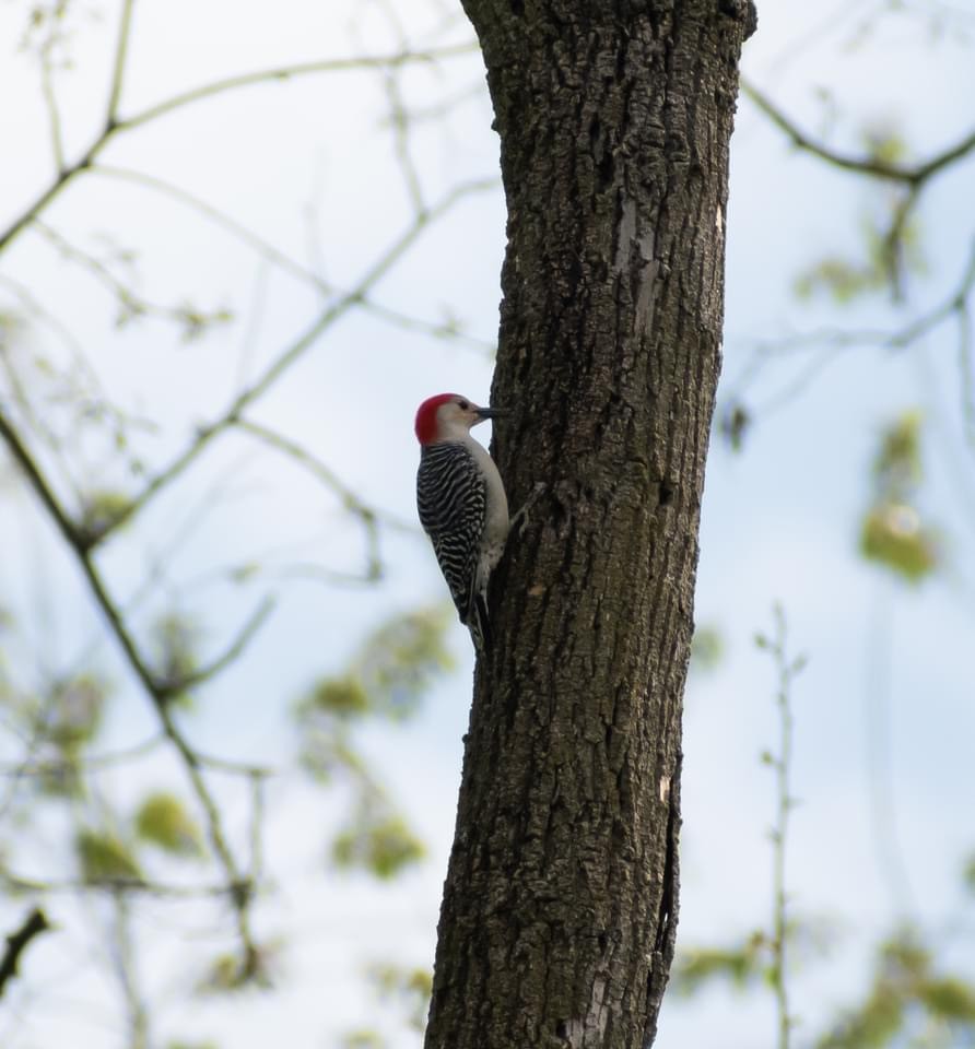 Red-bellied Woodpecker - ML617928535