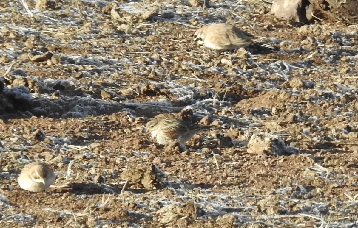 Thick-billed Longspur - ML617928547