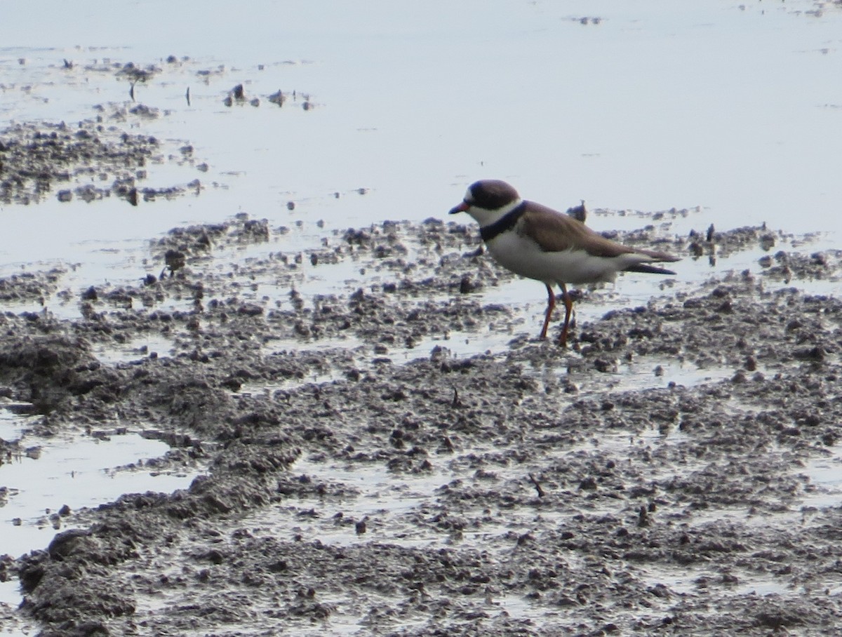 Semipalmated Plover - ML617928563