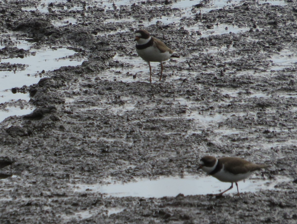 Semipalmated Plover - ML617928577