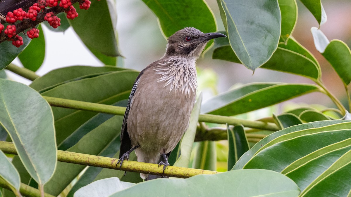 New Caledonian Friarbird - ML617928582