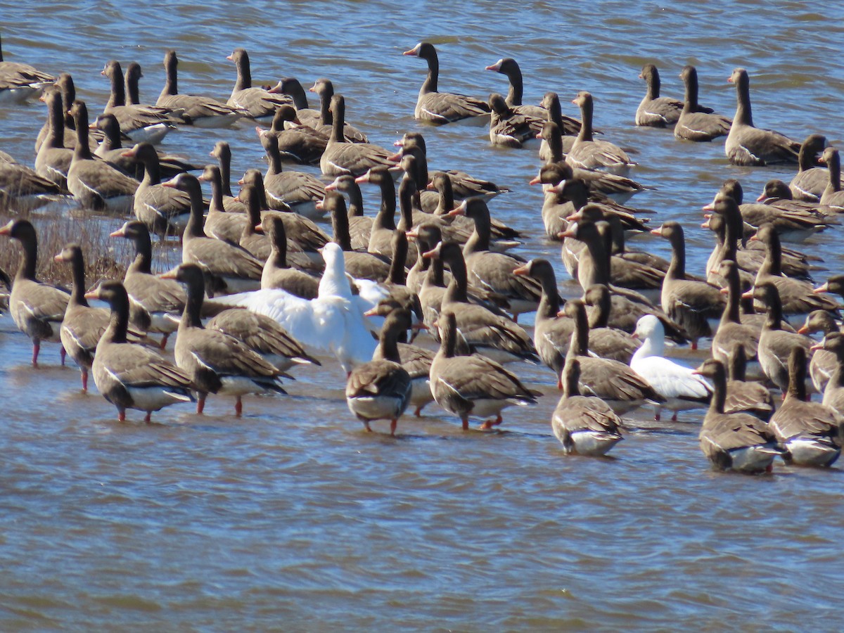 Greater White-fronted Goose - ML617928621