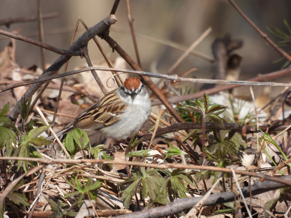 Chipping Sparrow - Michelle Bélanger