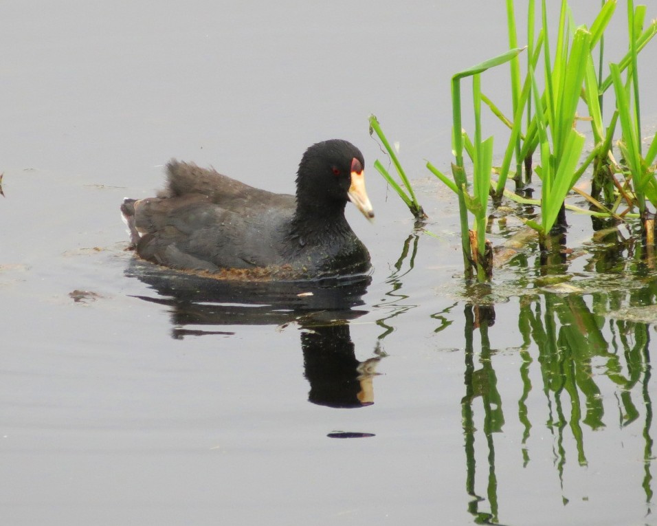 American Coot (Red-shielded) - ML617928653