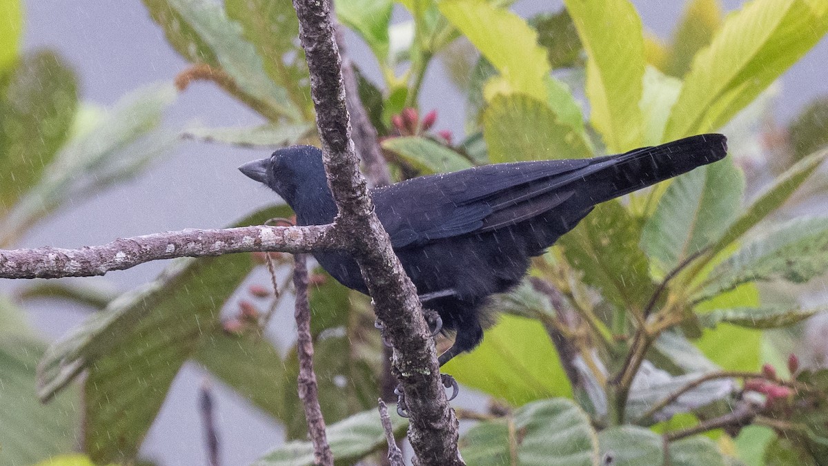 New Caledonian Crow - ML617928658