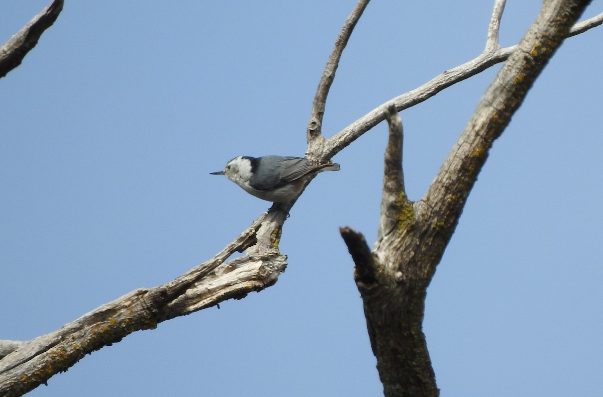 White-breasted Nuthatch - ML617928660