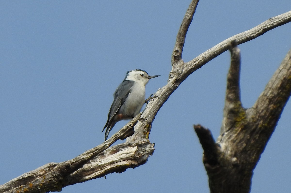 White-breasted Nuthatch - ML617928661