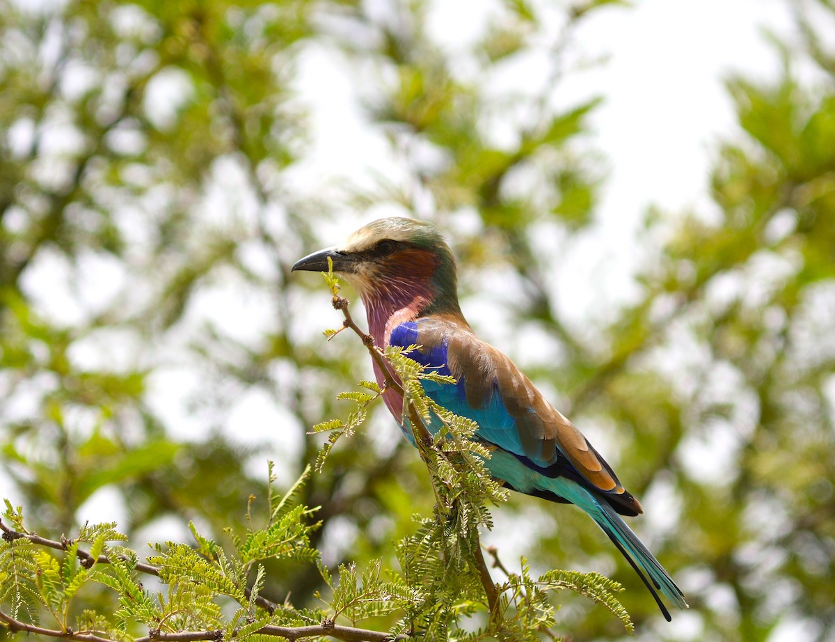 Lilac-breasted Roller - ML617928685