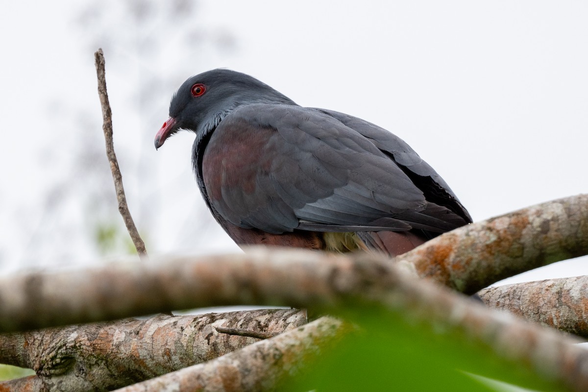 New Caledonian Imperial-Pigeon - ML617928693