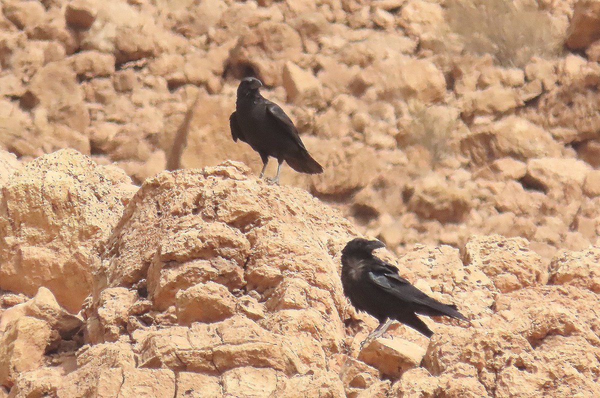Brown-necked Raven - ML617928710