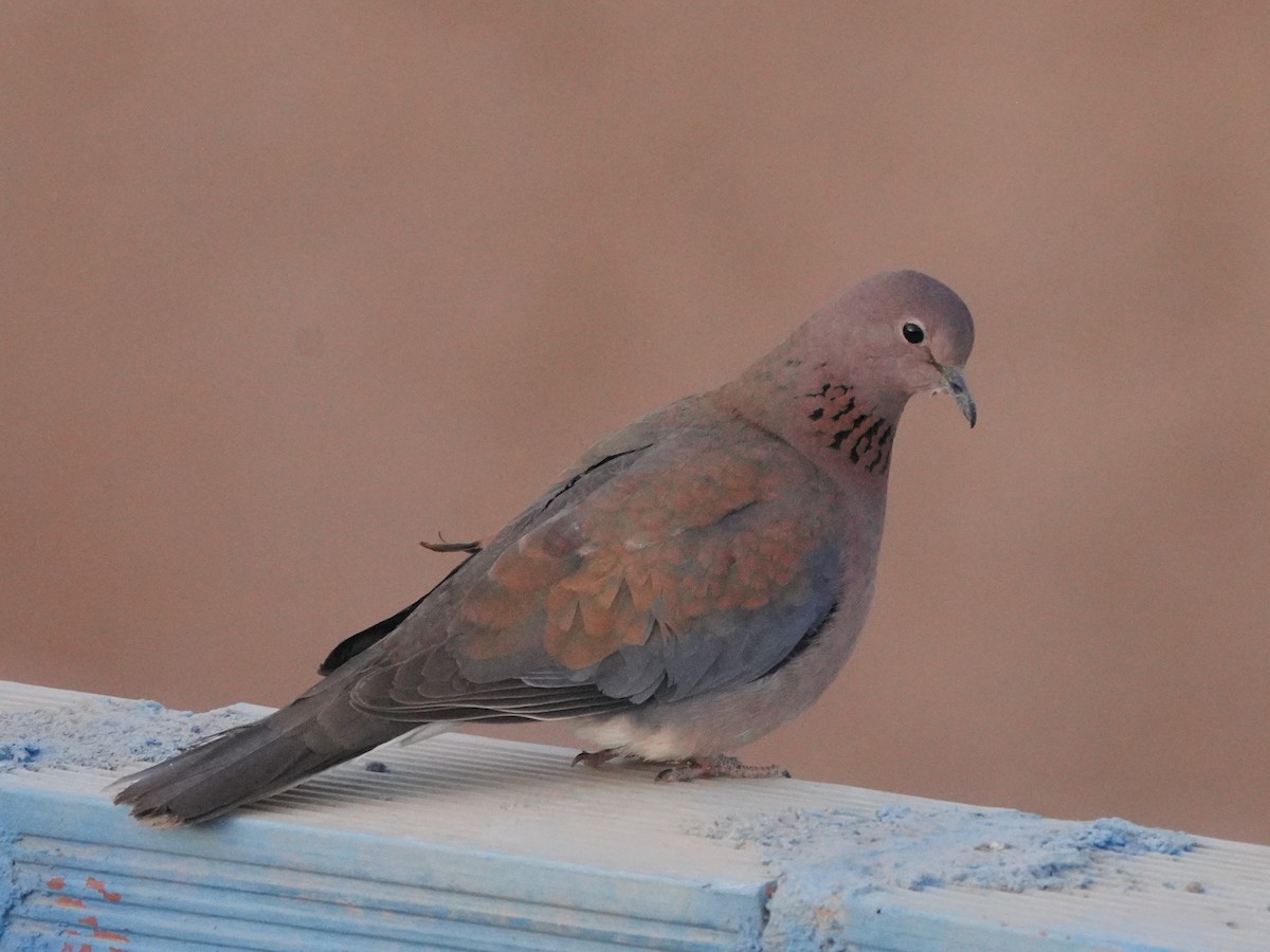 Laughing Dove - ML617928774
