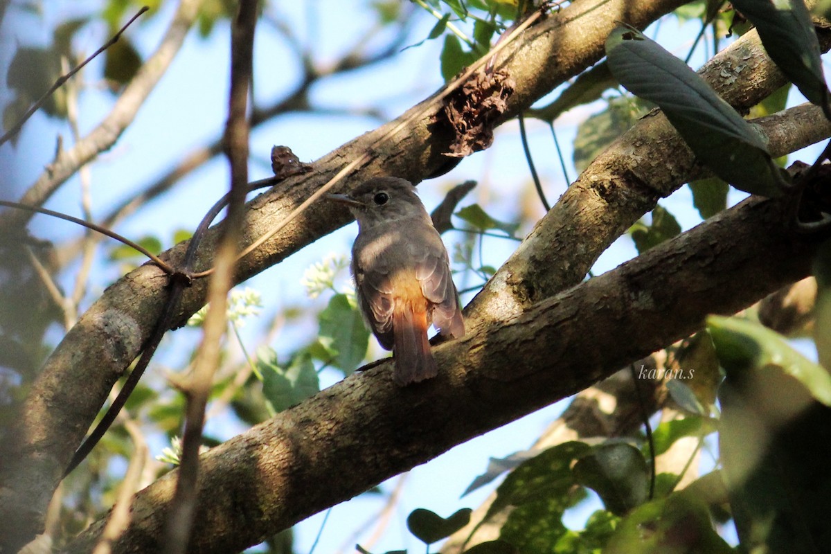 Rusty-tailed Flycatcher - ML617928847