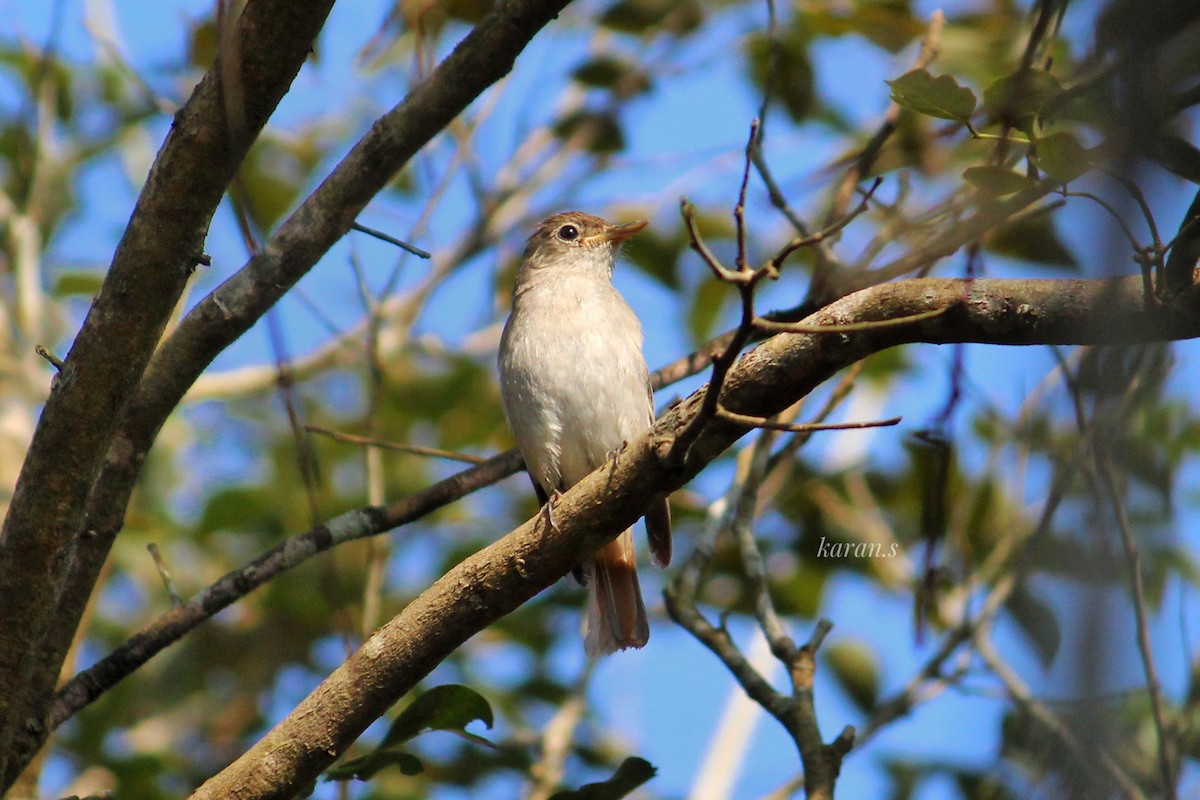 Rusty-tailed Flycatcher - Karan S