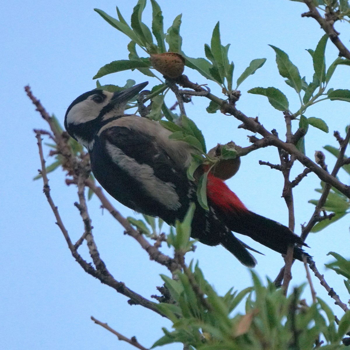 Great Spotted Woodpecker (Atlas) - ML617928857