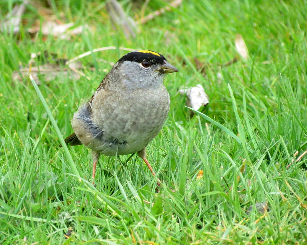 Golden-crowned Sparrow - ML617928879
