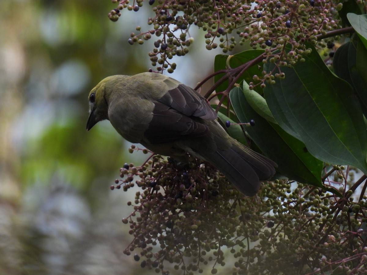 Palm Tanager - ML617928961