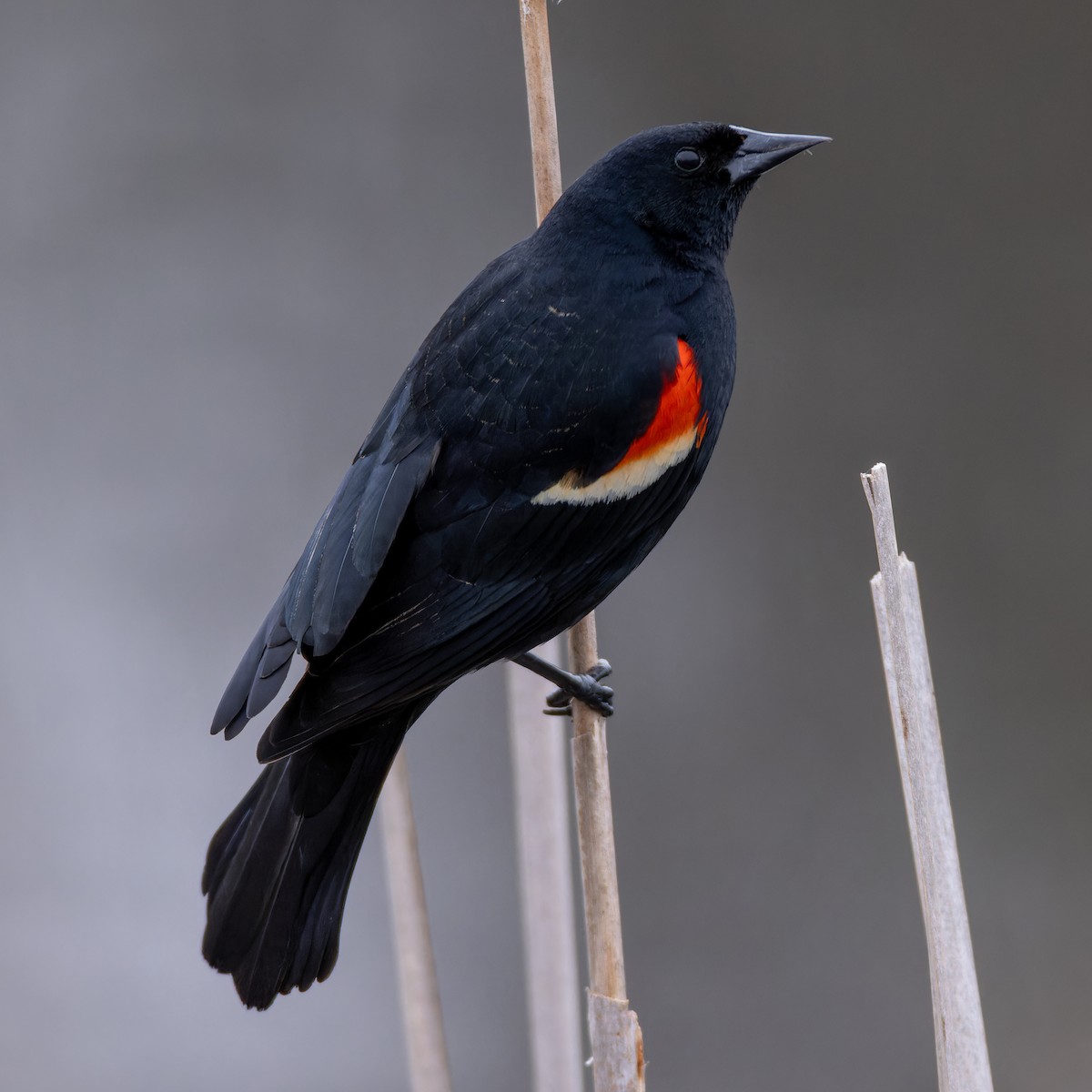 Red-winged Blackbird - ML617928986