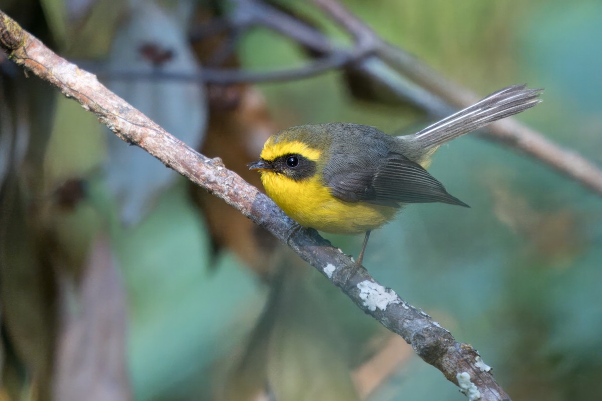 Yellow-bellied Fairy-Fantail - ML617929019