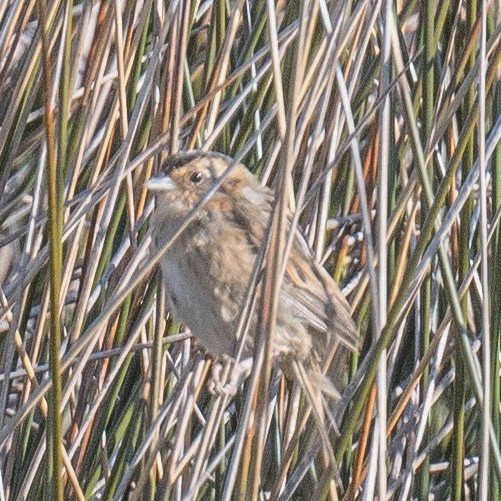 Nelson's Sparrow - Liling Warren