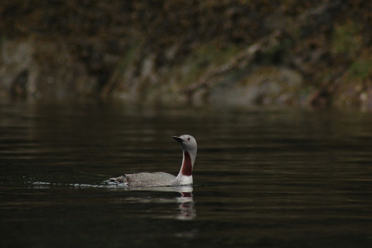 Red-throated Loon - ML617929068