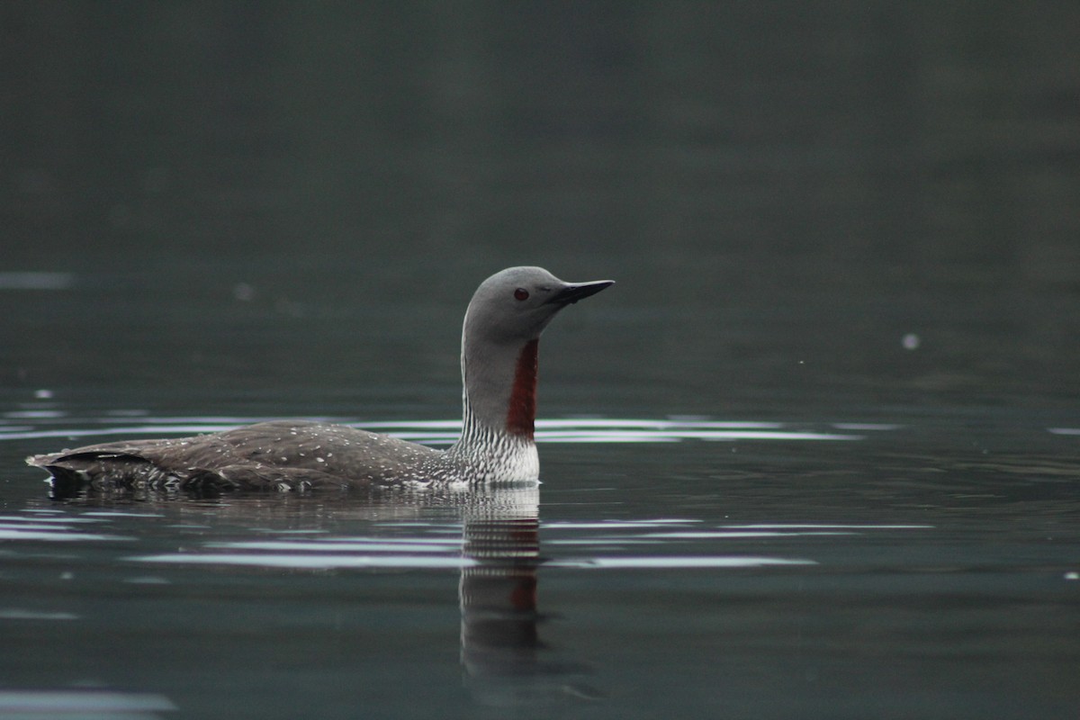 Red-throated Loon - ML617929069