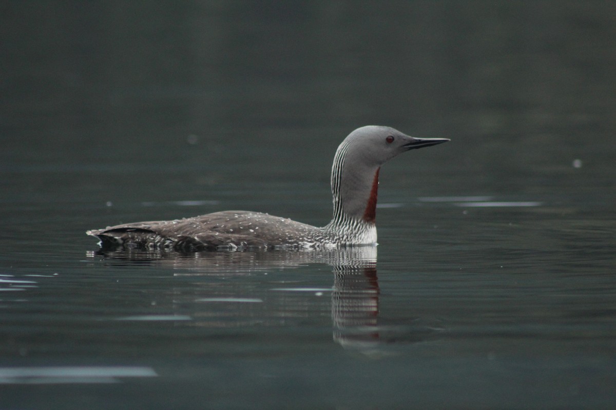 Red-throated Loon - ML617929070