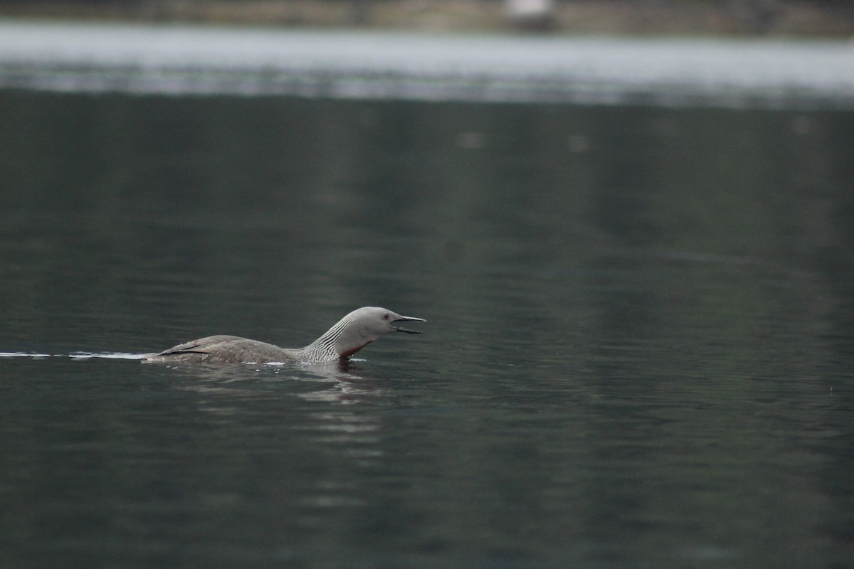 Red-throated Loon - ML617929071