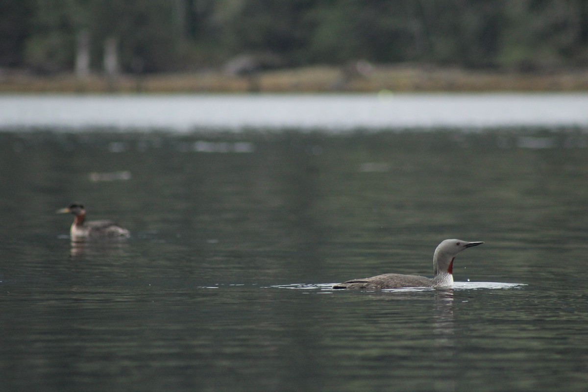 Red-throated Loon - ML617929072