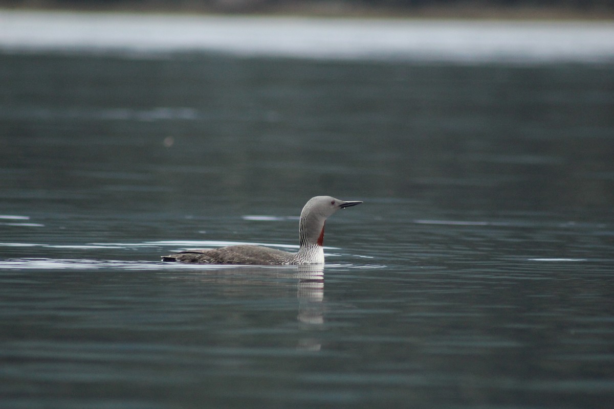 Red-throated Loon - ML617929074