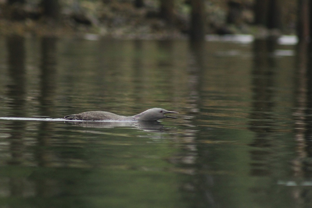 Red-throated Loon - Curtis Rispin