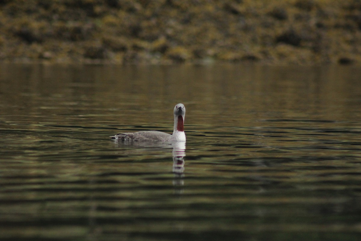 Red-throated Loon - ML617929076