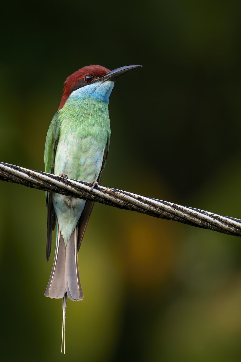Blue-throated Bee-eater - ML617929089