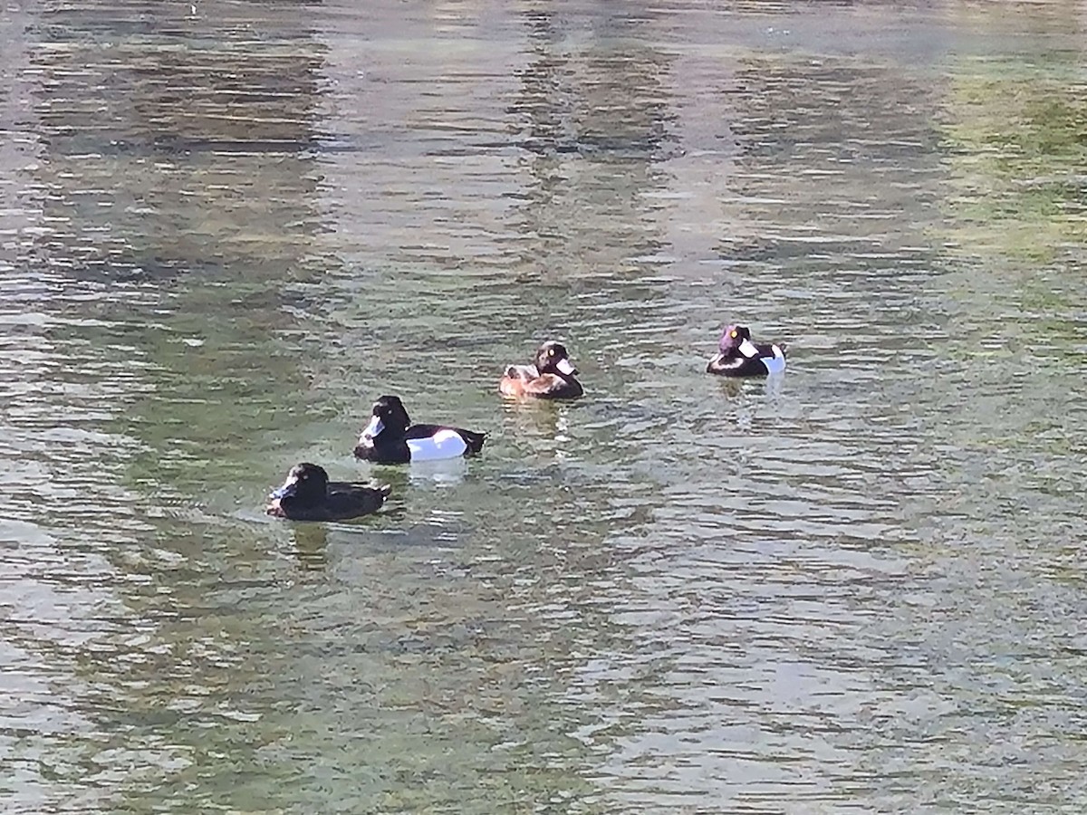 Tufted Duck - ML617929093