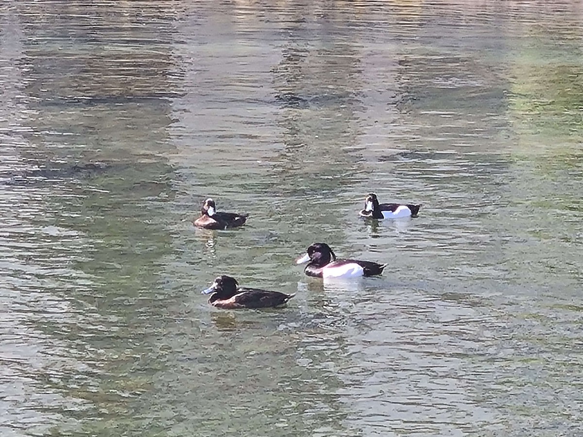 Tufted Duck - ML617929094