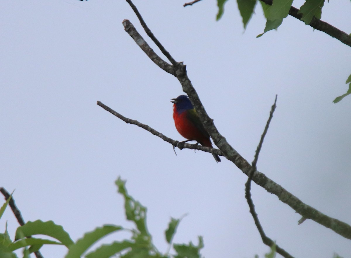 Painted Bunting - ML617929106