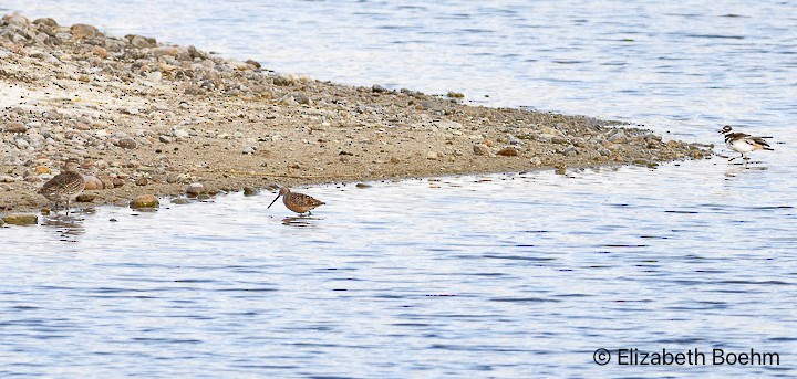 Long-billed Dowitcher - ML617929108