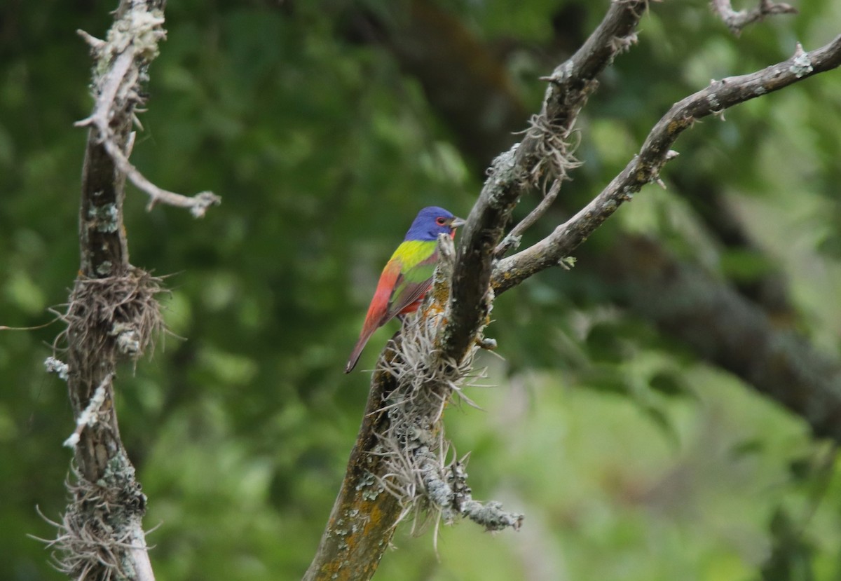 Painted Bunting - ML617929114