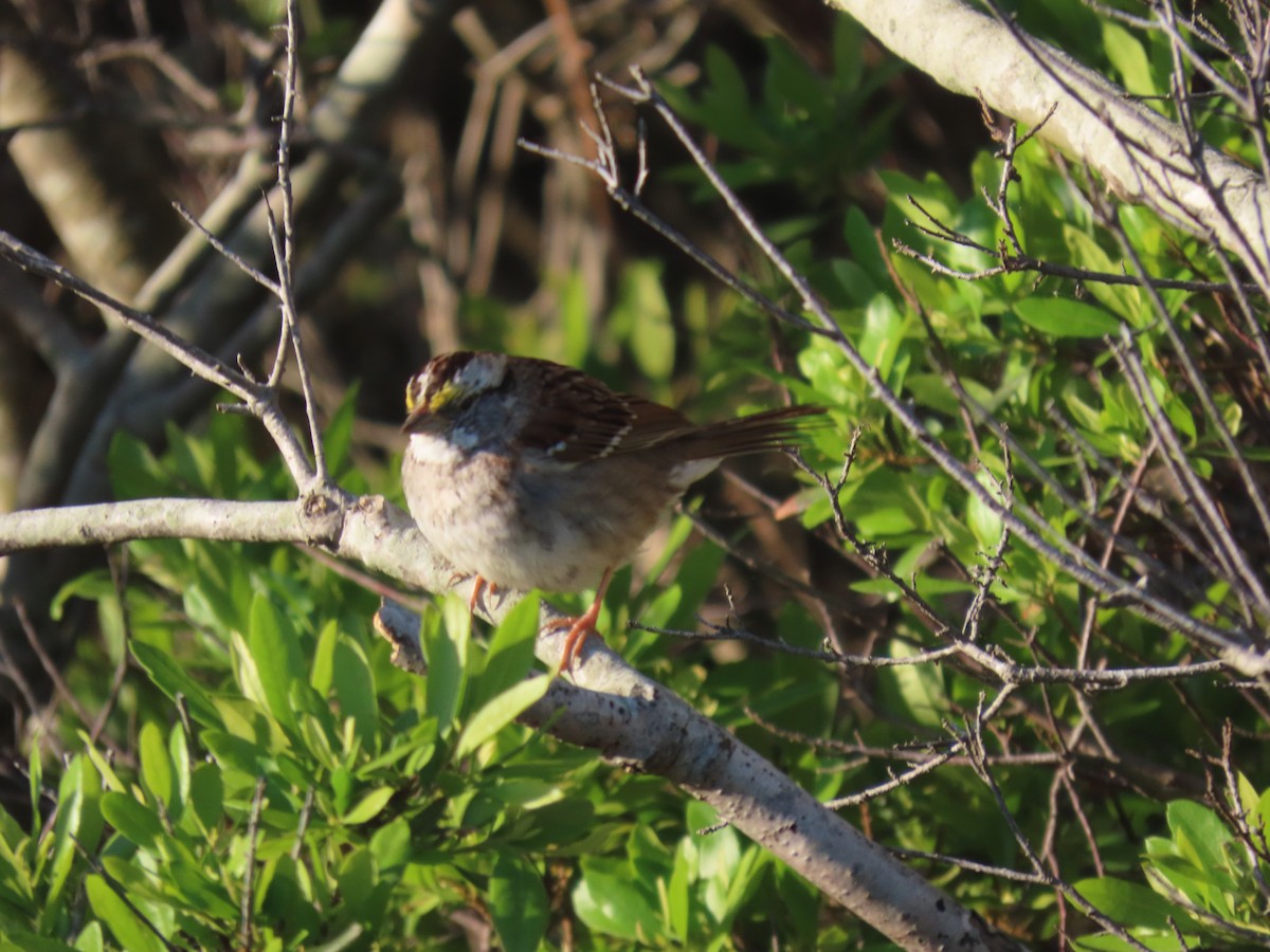 White-throated Sparrow - ML617929119