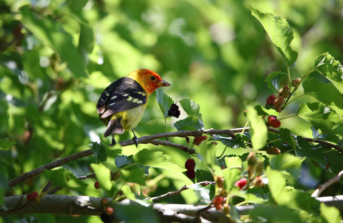 Western Tanager - ML617929143